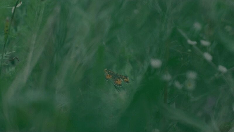 Little Birds thumbnail